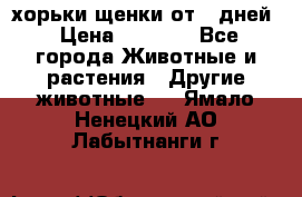 хорьки щенки от 35дней › Цена ­ 4 000 - Все города Животные и растения » Другие животные   . Ямало-Ненецкий АО,Лабытнанги г.